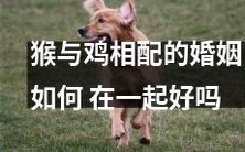 研究表明猴与鸡的婚姻可行性:探究它们如何完美融合并建立长期稳定的关系