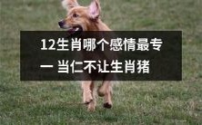 毋庸置疑:在12生肖中,哪个生肖表现出最专一的感情?答案是毫无疑问的生肖猪!