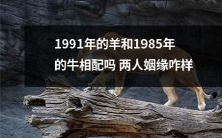 1991年出生的羊和1985年出生的牛会合适吗?他们的婚姻关系如何?