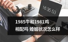 1985年生的牛和1981年生的鸡是否兼容?他们的婚姻关系如何?