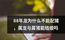 为何属于1988年的龙不能与猪配对?属龙和属猪的配对是否被禁止?
