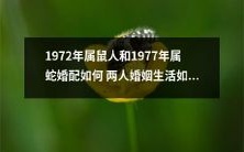 如何评价1972年属鼠人和1977年属蛇婚配的婚姻生活?揭秘两人之间的互动与情感变化!