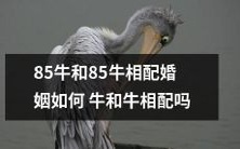 如何让85牛和85牛相互匹配并建立幸福美满的婚姻关系? – 探讨牛和牛配对的秘诀