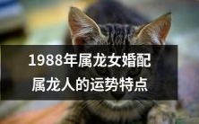 1988年出生的属龙女配属龙男的婚姻运势特征分析及预测