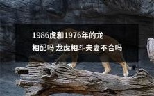 虎与龙:1986年和1976年出生的人是否适合在一起?是否存在龙虎相斗导致夫妻不合的风险?