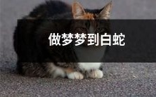 在梦中遇见了一只白蛇,它与我交谈并带领我经历了一场神秘的冒险!