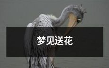 梦中见到别人送我鲜花,引发情感共鸣和未知预兆的奇幻体验