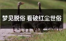 通过梦境深处的脱俗视角,看破繁华世俗中那份显而易见的虚伪与浮躁