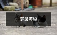 在梦中看到了可爱的呆萌海豹,让人心情愉悦且不由自主地沉浸在海洋的美妙世界中!