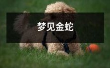 在深夜梦境中闯入的惊险冒险——梦见缠绕的金蛇故事