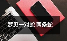 在梦中看到了一对蛇,分别是两条缠绕在一起的蛇,引发神秘感和心理分析的奇妙探索