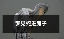 在梦中看到一条蛇进入自己的房子:预示着什么意义?