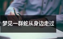 睡梦中惊现群蛇缓缓穿行身旁的场景