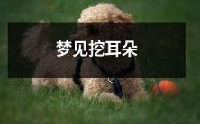 在梦中体验挖挖挖、不尽其已的耳朵,感受神秘的梦境世界!