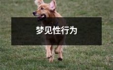 梦境中经历性爱行为的梦境研究与解析