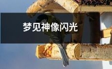 的亚洲鸽子 在梦中出现的惊人迹象:闪烁的神像如何启示我们前往神秘的未知领域?