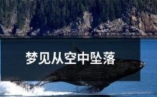 自由落体:我在梦中从无垠天空向下俯冲