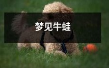 在梦中看到一只大大的、绿色的、滑溜溜的牛蛙,仿佛置身于丰富多彩而神秘的梦境之中