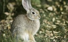 探究1987年生肖兔的运势,预测36岁的他们在2023年兔年的每月运程