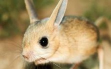 51岁生肖鼠1972年出生者的详尽解读:2023年兔年运势和每月运程方向指南