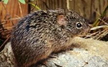 深度解析1984年生肖鼠人在2023年兔年的综合运势和月度运程预测