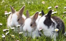 2023年生肖属兔人的运势和运程详解—24岁1999年出生的兔子每月运势一一分析