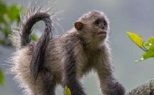 属猴1992年出生2022年冲太岁运势如何招福避祸,猴年30岁太岁冲犯该佩戴何种护身物品?