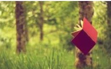 当壁虎在家中断尾时,是否意味着它们可能咬人?壁虎出现在家中的征兆及其可能的后果是什么?