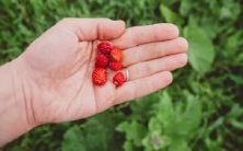 右手断掌纹的女人是什么手相,其代表的意义如何?