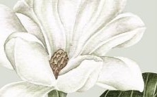 2023年属龙的人会受到什么太岁影响?