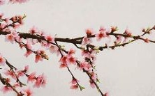 探寻中医世界中那些美妙动听的草本植物名称