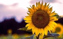 摩羯座人的幸运数字和能带来好运的首饰幸运物是什么?