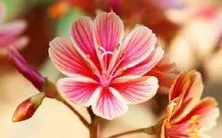 梦见身边的老年人离世,这意味着什么?