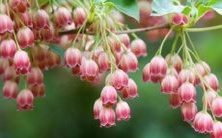 属蛇和属狗的配对分析:相冲还是相合?一个详尽的评估