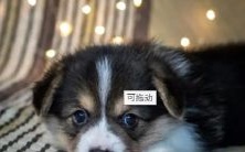 属于狗的幸运数字和幸运花究竟是什么?