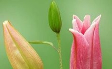 我做了一个梦,梦见自己打掉了孩子,这个梦象征着什么?