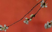 探讨2023年属蛇人的运势:事业、财运、爱情展望详解