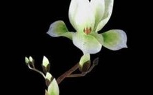 一个名叫杏的女孩的故事:她的生活、成长与挫折