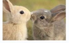 兔与狗组成搭档,是否会缔造亨通的财运呢?兔与狗的相冲相克现象是不可忽略的吗?