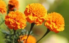 什么是梦见在溜冰场滑冰的象征意义及潜在含义?