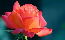 做梦梦见母猪分娩多只小猪,这个梦境象征着什么?