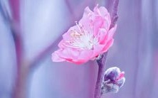 做梦时看到狗重新活了过来,这意味着什么?