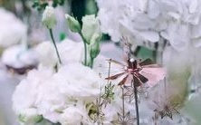 探讨白羊座女生与白羊座男生的星象特点与相互配合,以及可能遭遇的挑战和应对策略