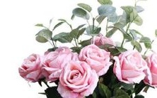 ——探究那些易被指引与操纵的星座女性