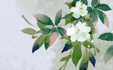 一部分美丽女孩的独特姓名,来展现她们迷人的外貌与个性特点