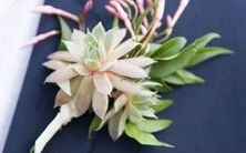 生肖狗的金牛座最匹配哪些生肖星座?