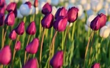 属蛇和属马的命理属相合适度如何?是否适宜以蛇马姻缘结为夫妻?