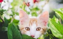 属虎和属猪的婚姻:探讨两者的相性,到底是克制还是互补?