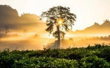 在梦中观察男友收集麦粒的象征意义是什么?