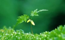 梦见父亲患肺癌的象征意义是什么?